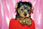Male And female Tiny Micro Teacup Yorkie Puppies Available Now!
