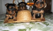Classified, .Yorkshire Terrier Puppies for Sale.