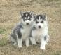 affectionate siberian husky puppies for rehoming