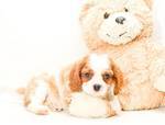 Royal Princess Diana our Cavalier King Charles puppy for sale