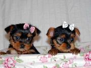 Magnificent And Tiny Yorkshire Terriers