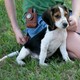 lovely  beagle puppies for  sale