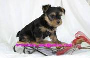 GOOD LOOKING MALE AND FEMALE TEACUP YORKIE PUPPIES FOR ADOPTION